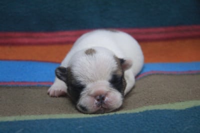 Les chiots de Bouledogue français