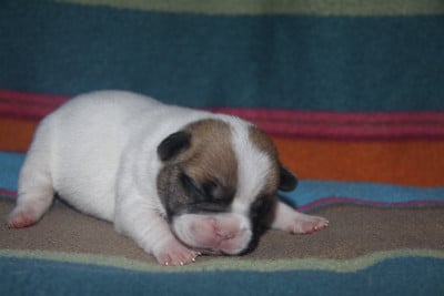 Les chiots de Bouledogue français