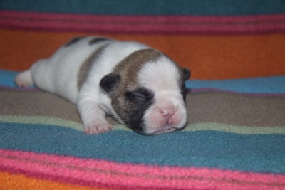 Les chiots de Bouledogue français