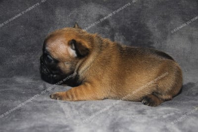 MALE - PETIT PLASTRON - Bouledogue français