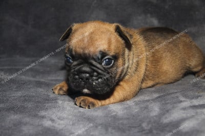 MALE - GRAND PLASTRON - Bouledogue français