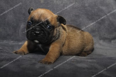 Bouledogue français