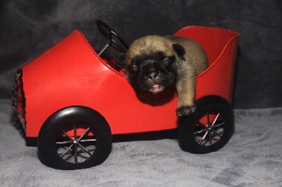 Les chiots de Bouledogue français