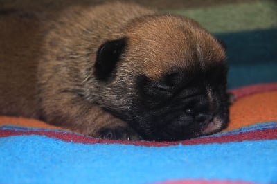 Les chiots de Bouledogue français