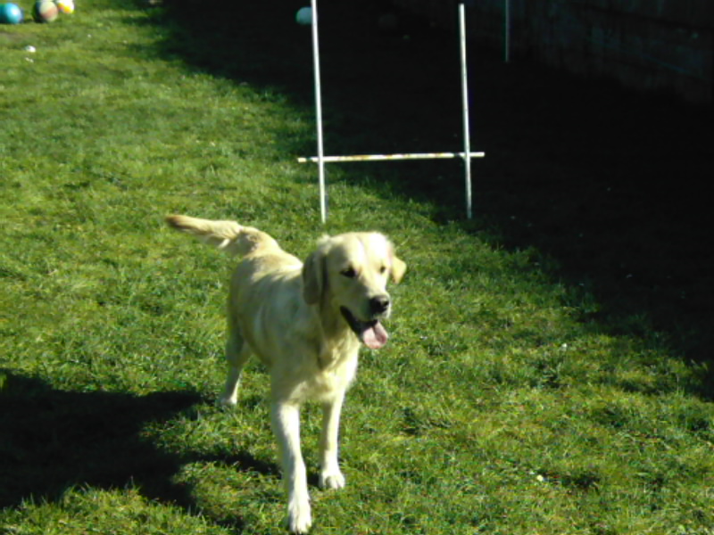 Publication : Du Palais des Goldens