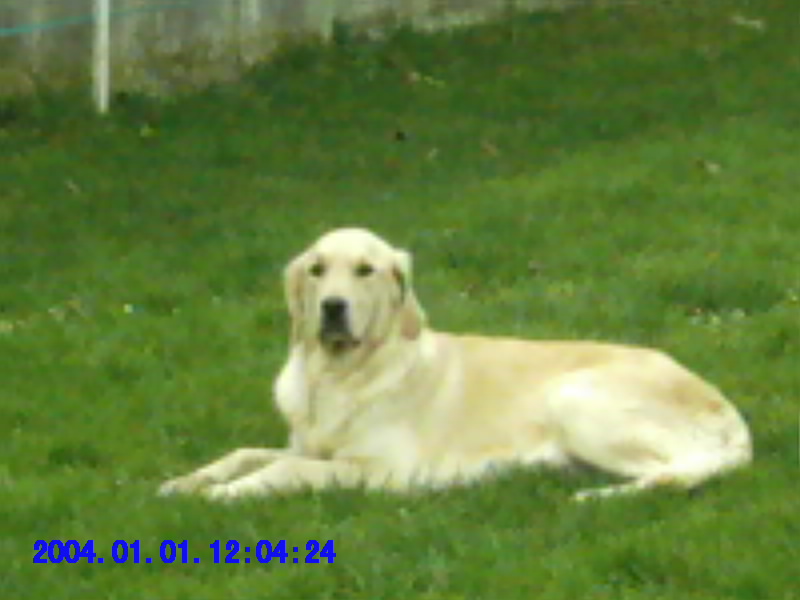 Publication : Du Palais des Goldens