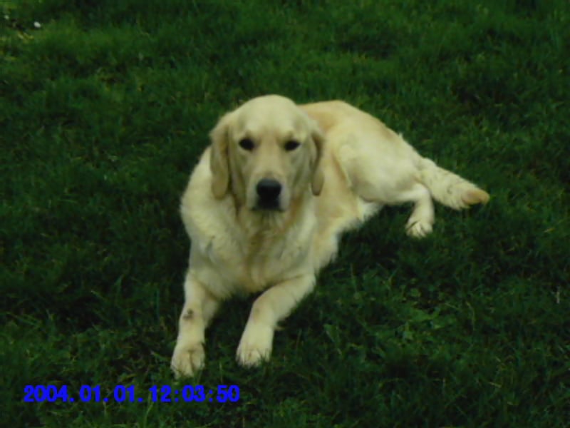 Publication : Du Palais des Goldens