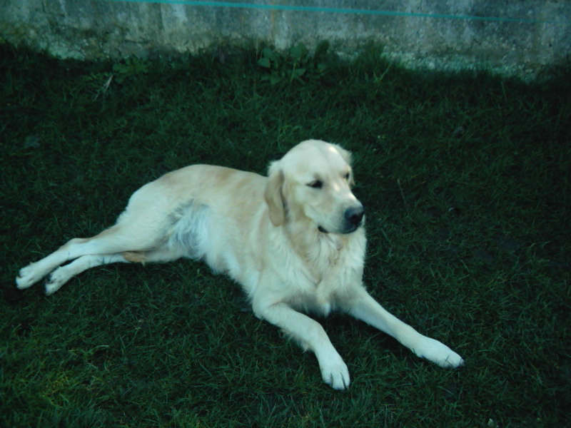 Publication : Du Palais des Goldens