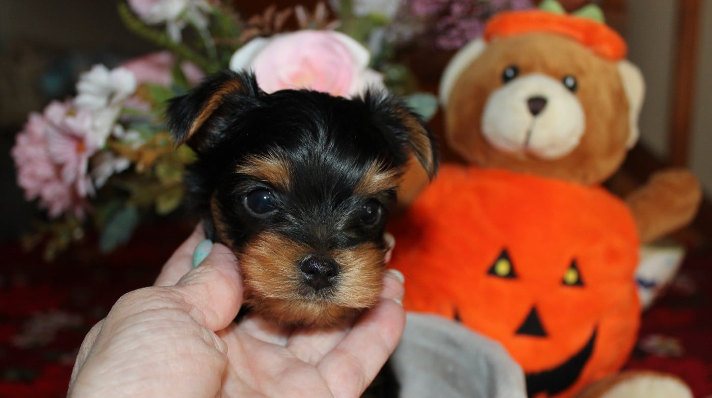 Chiot N°1