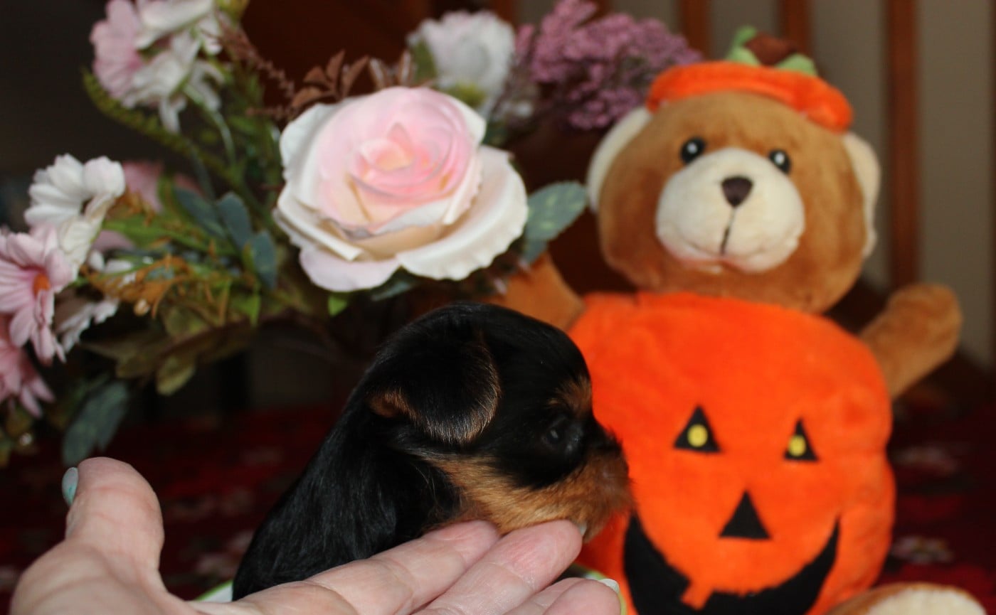 Chiot N°2