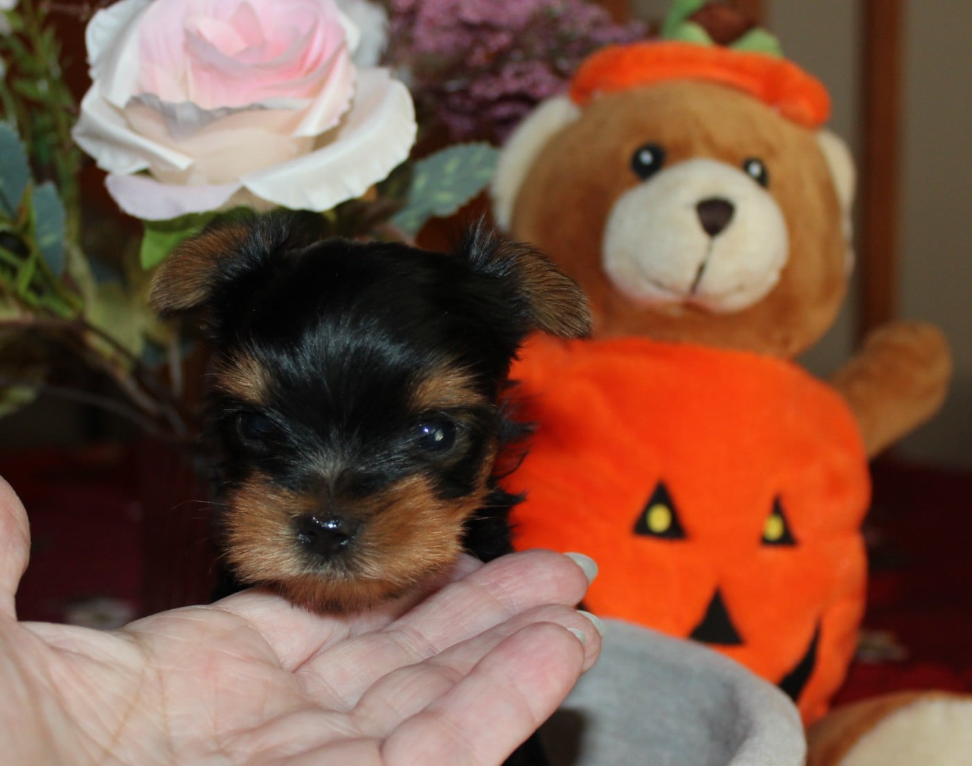 Chiot N°3