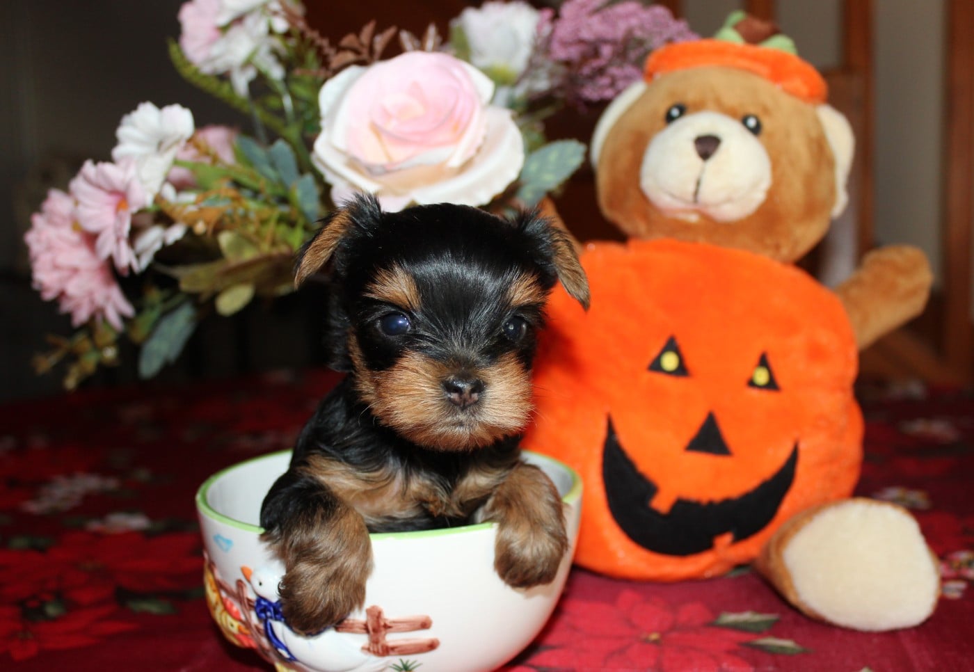 Chiot N°4