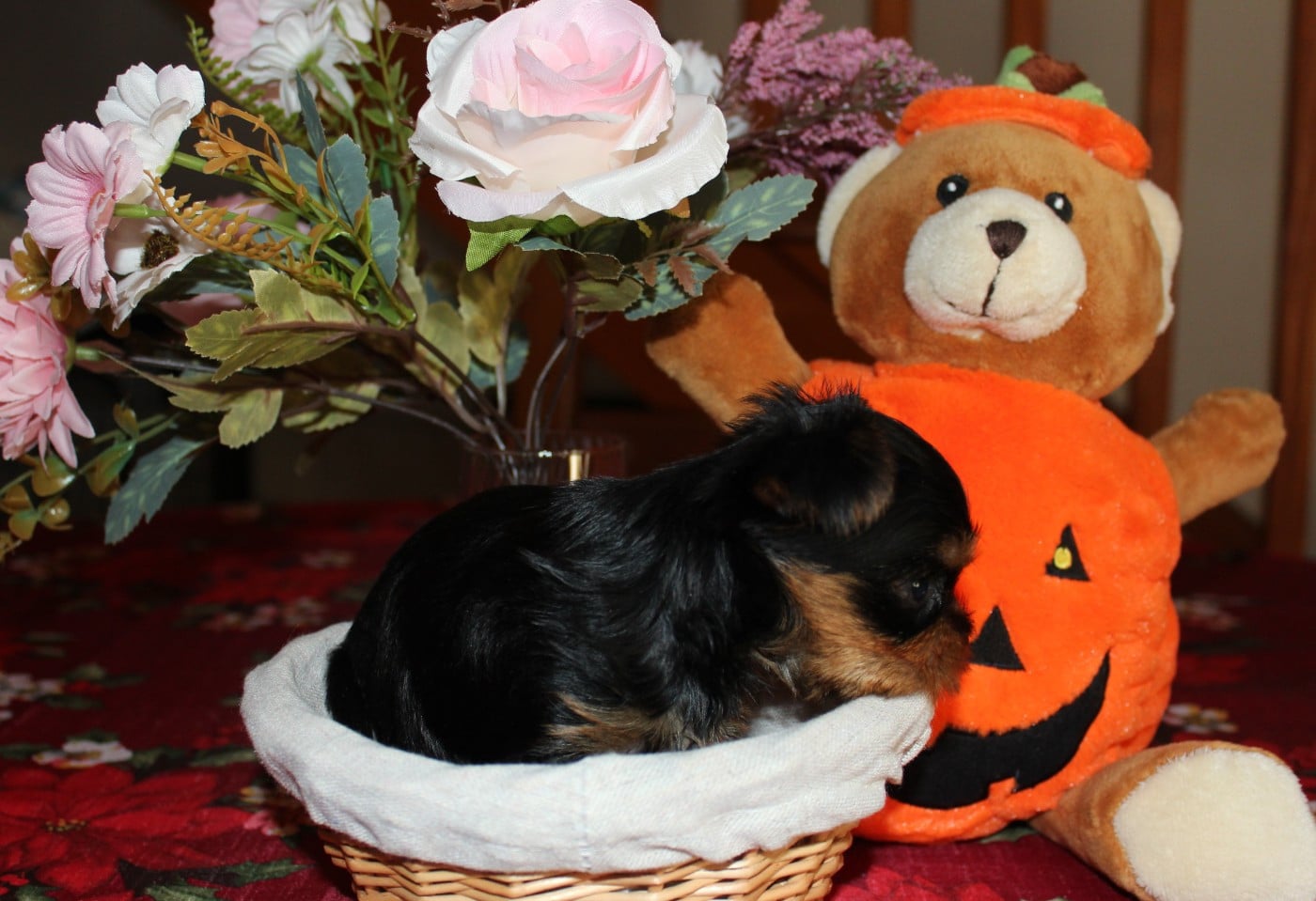 Chiot N°6