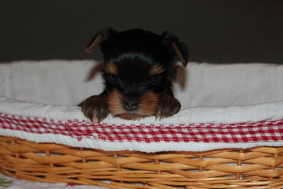 Les chiots de Yorkshire Terrier
