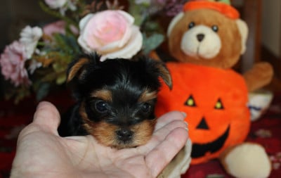 Les chiots de Yorkshire Terrier