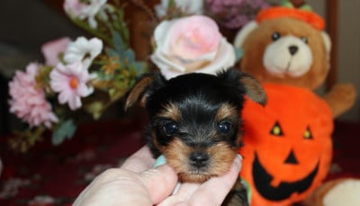 Les chiots de Yorkshire Terrier