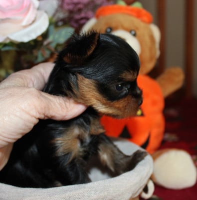 Les chiots de Yorkshire Terrier