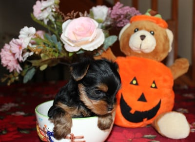 Les chiots de Yorkshire Terrier
