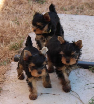 Les chiots de Yorkshire Terrier