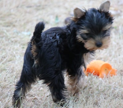 Les chiots de Yorkshire Terrier