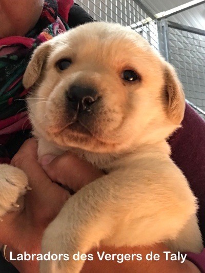 Monsieur Sable collier Vert - Labrador Retriever