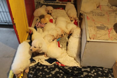 Les chiots de Berger Blanc Suisse