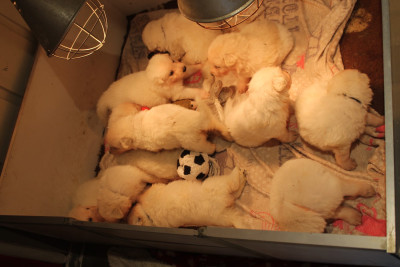 Les chiots de Berger Blanc Suisse