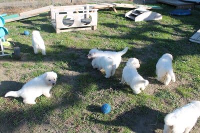 Les chiots de Berger Blanc Suisse