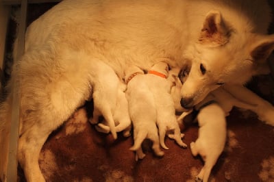 Les chiots de Berger Blanc Suisse