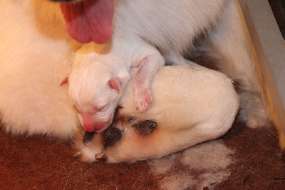 Les chiots de Berger Blanc Suisse