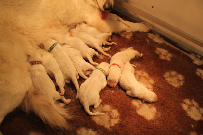 Les chiots de Berger Blanc Suisse