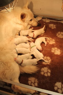 Les chiots de Berger Blanc Suisse