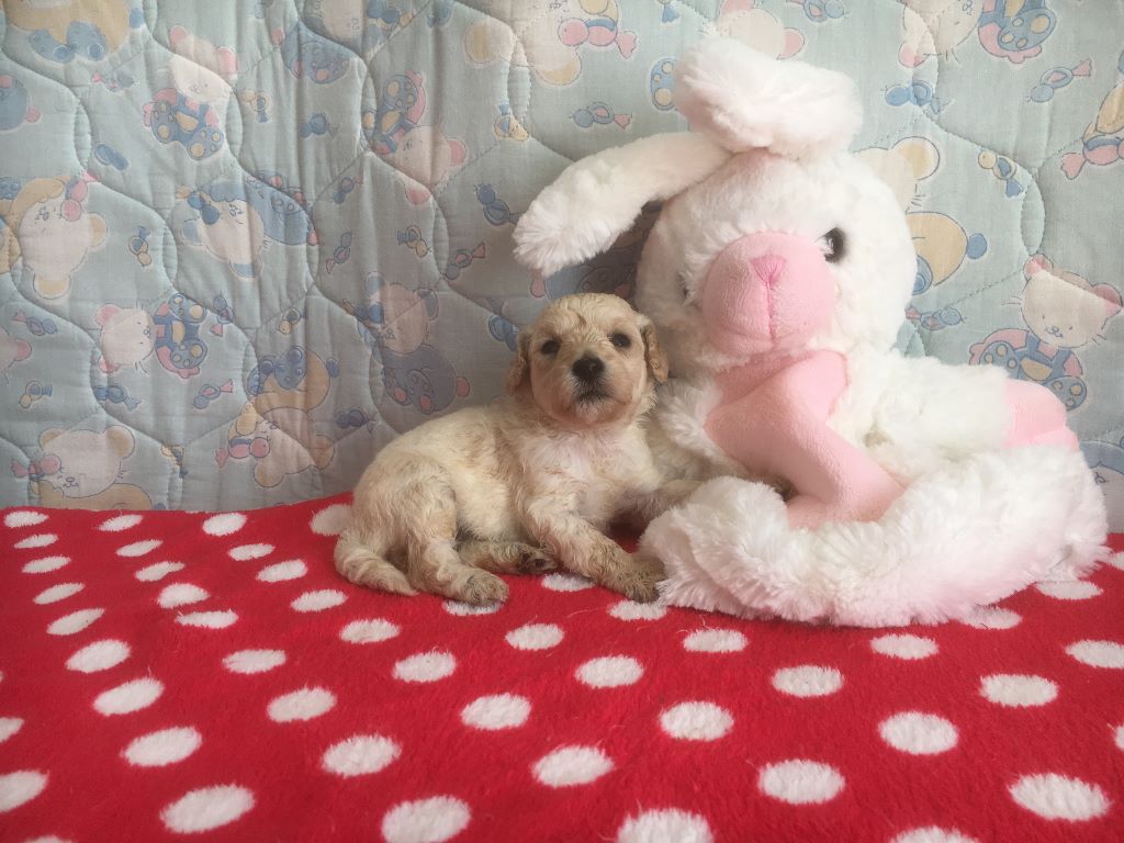 CHIOT - Caniche