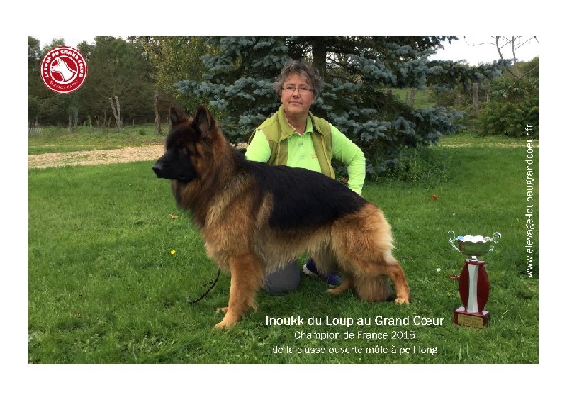CH. Inoukk du Loup au Grand Coeur - CHAMPION DE FRANCE DE LA CLASSE OUVERTE MALE POIL LONG