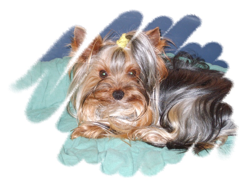 Publication : de la plaine du Jaelma