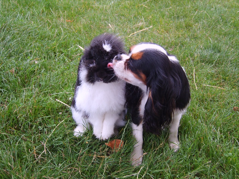 Publication : de la plaine du Jaelma