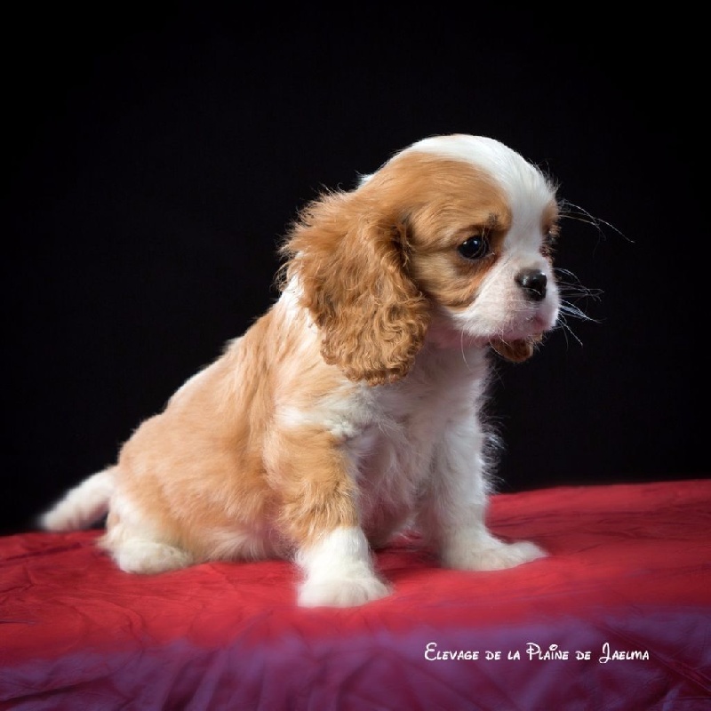 Publication : de la plaine du Jaelma