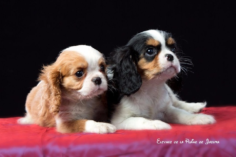 Publication : de la plaine du Jaelma