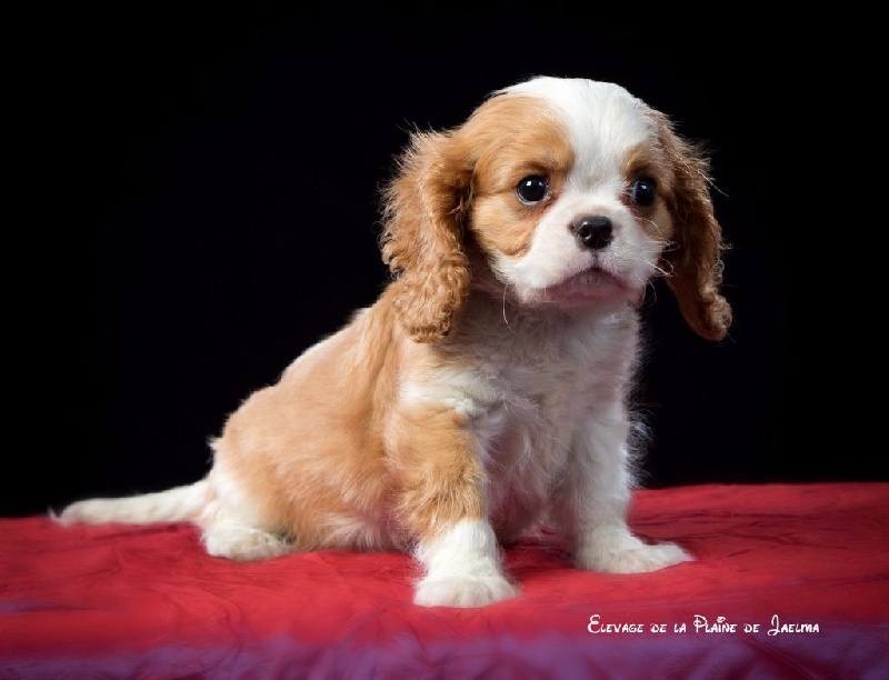 Publication : de la plaine du Jaelma