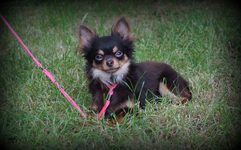 Publication : de la plaine du Jaelma