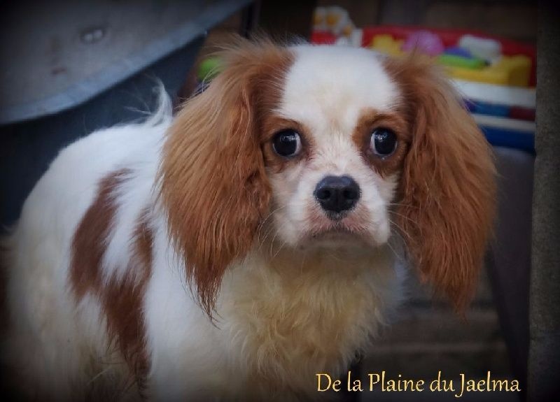 Publication : de la plaine du Jaelma