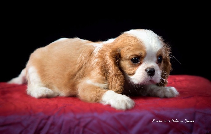 Publication : de la plaine du Jaelma