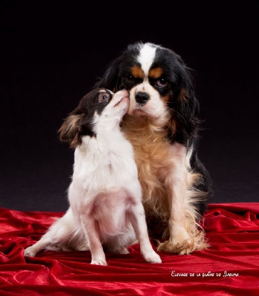 Publication : de la plaine du Jaelma