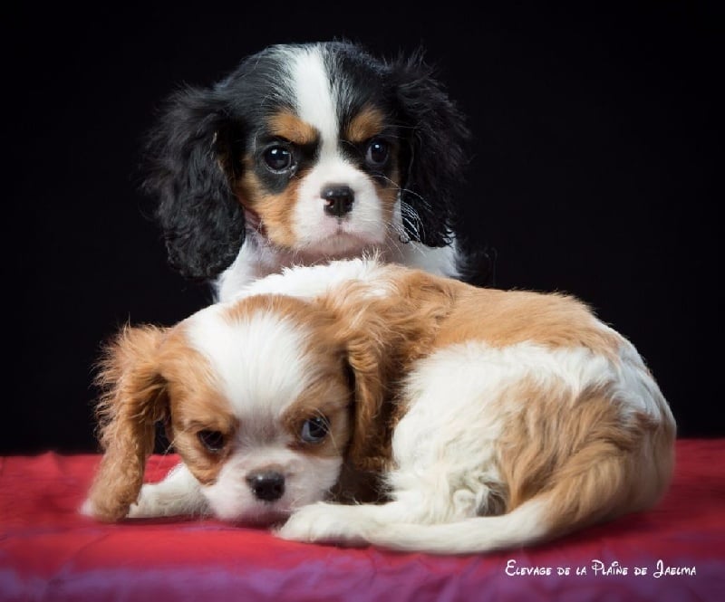 Publication : de la plaine du Jaelma