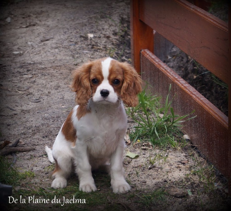 Publication : de la plaine du Jaelma