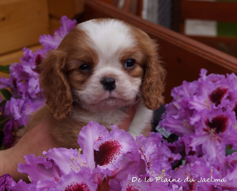 Publication : de la plaine du Jaelma