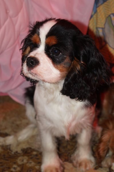 Publication : de la plaine du Jaelma