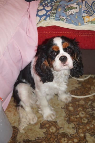 Publication : de la plaine du Jaelma