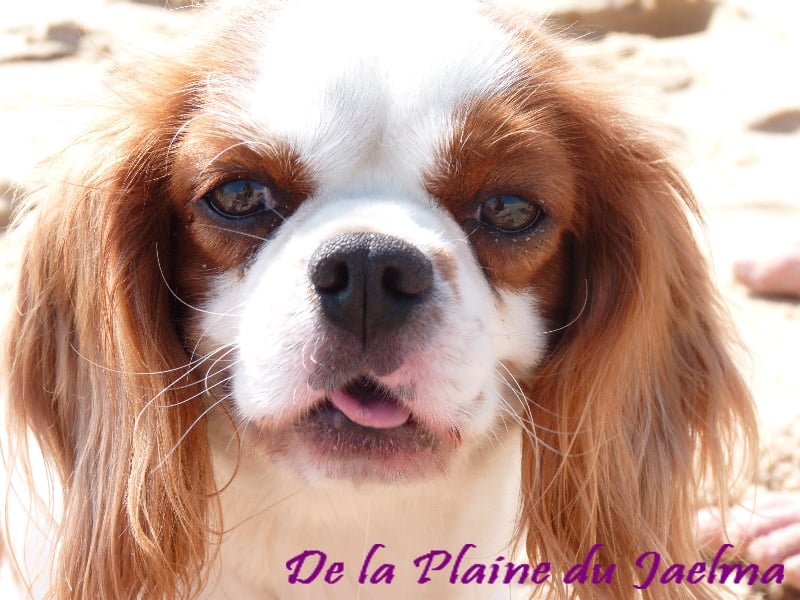 Publication : de la plaine du Jaelma