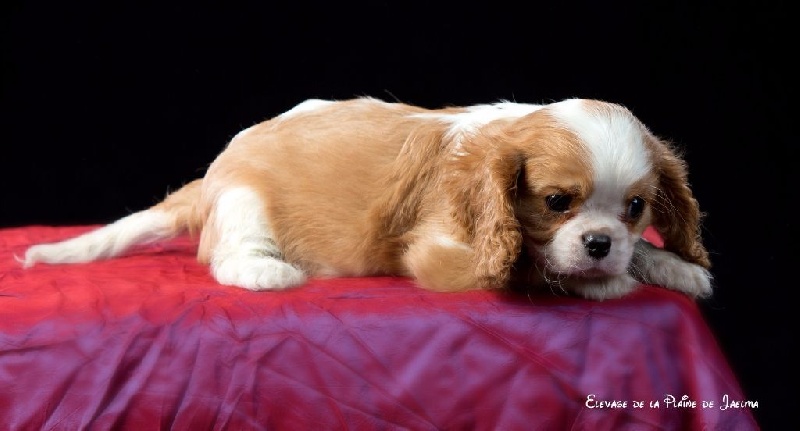 Publication : de la plaine du Jaelma